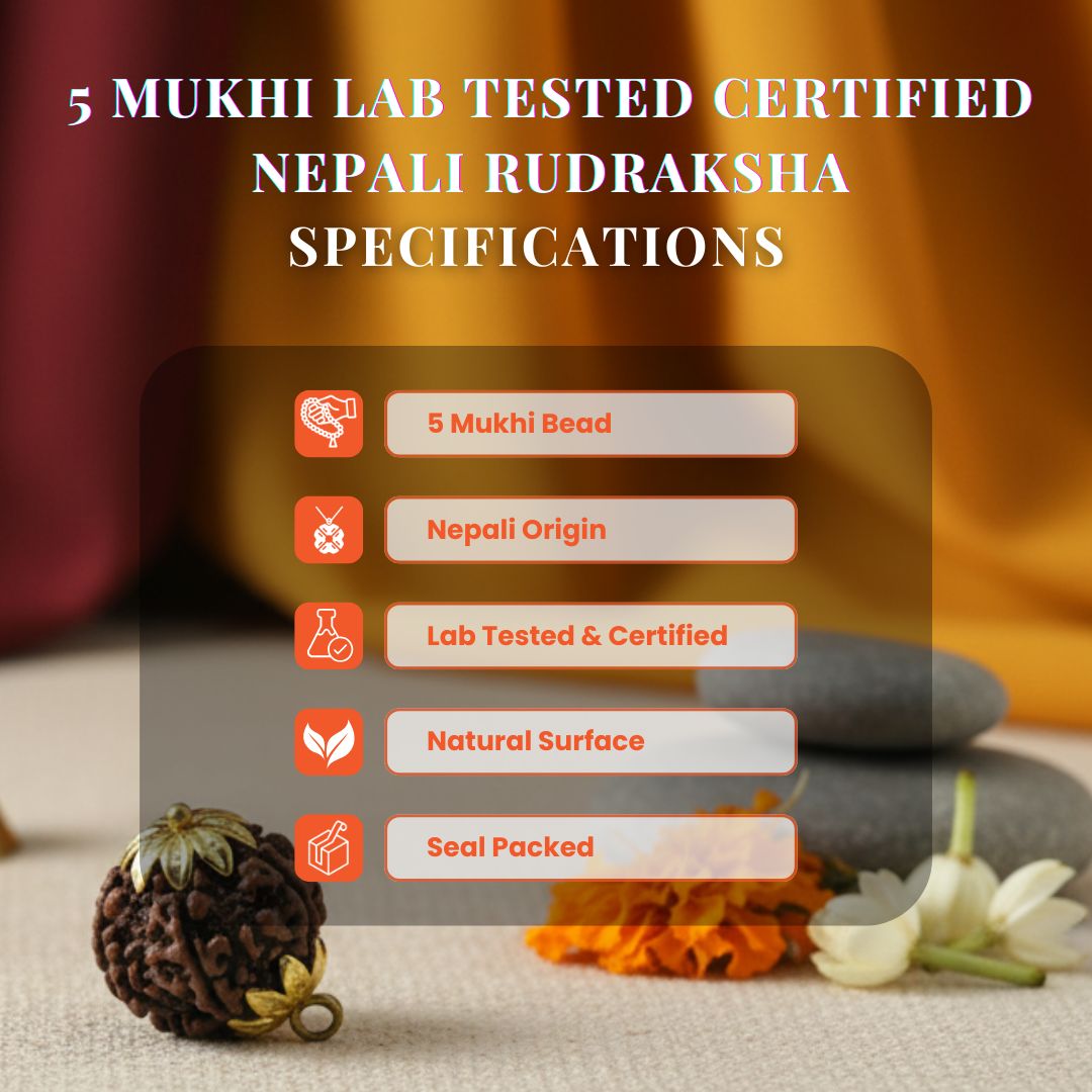 Rudraksha Beads 7 Mukhi with Caping