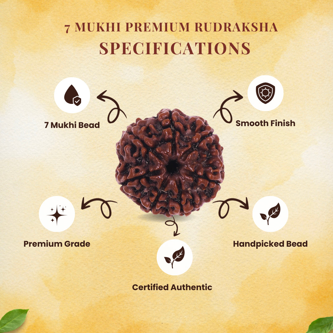 Rudraksha Beads 7 Mukhi with Caping